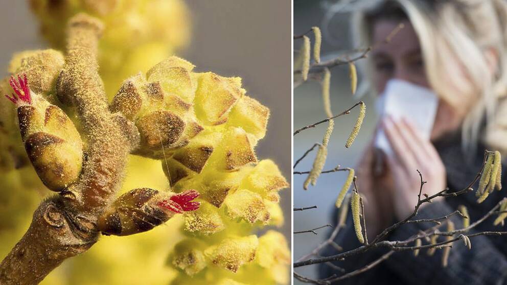 En inzoomad bild på pollenblomma. En kvinna som snyter sig.