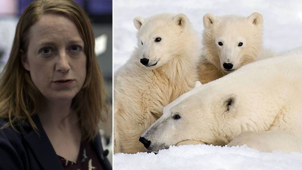 Isbjörnshona med två ungar i Kanada. Hur ser framtiden ut för dem? Mejl från tittare fick SVT:s reporter Karin Airaksinen att gräva djupare i ämnet.