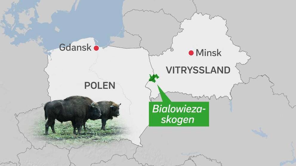 Skogsområdet som tvisten gäller ligger på gränsen mellan Polen och Vitryssland.