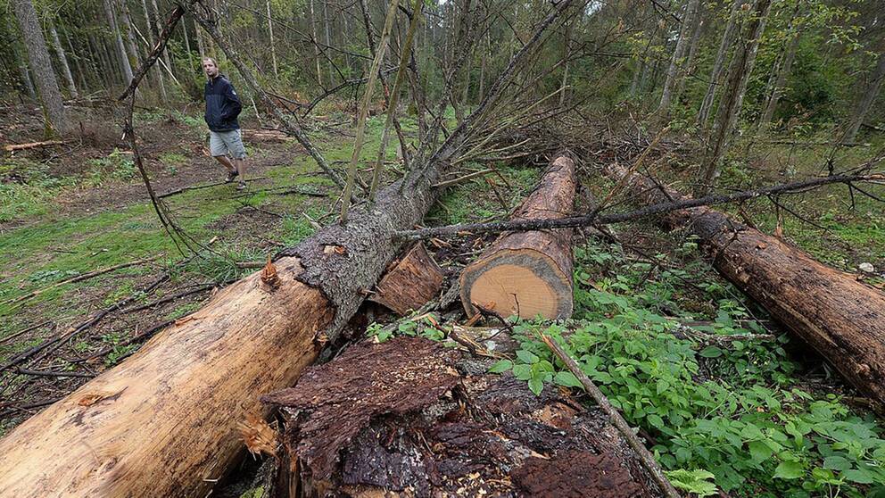 Gamla träd avverkades i för stor omfattning i Bialowiezaskogen i Polen, anser EU-domstolen.