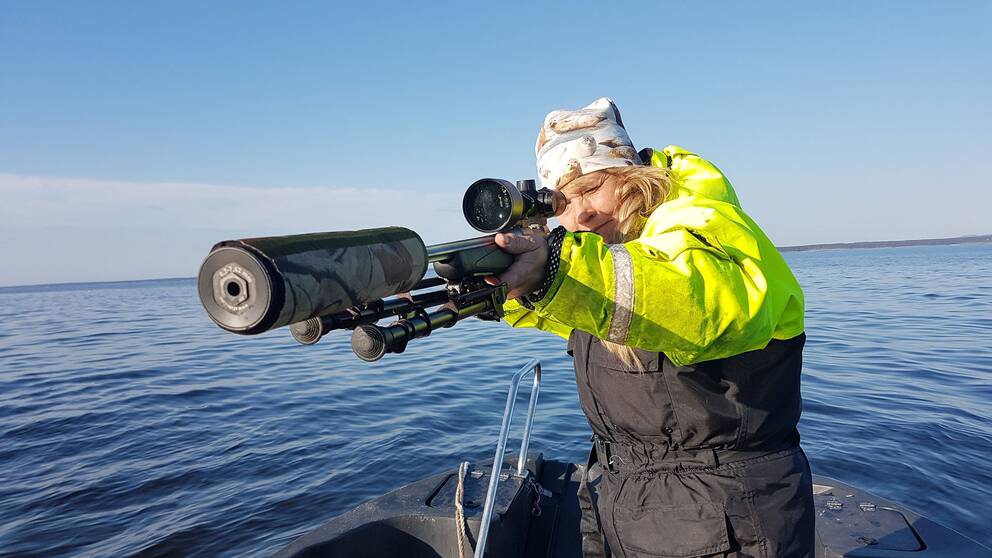 Anna-Carin Westling är en av landets få säljägare.