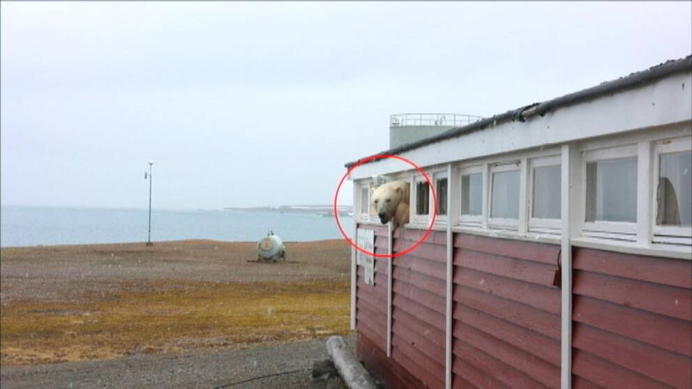 Isbjörn sticker ut huvudet genom ett sönderslaget litet fönster i ett garage