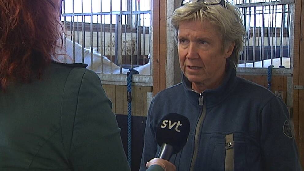 – Som hästägare bör man kolla fakta. Har hästen verkligen blivit skuren eller kan ha skadorna ha uppkommit på annat sätt, säger ridskolechefen Birgitta Lindstrand.