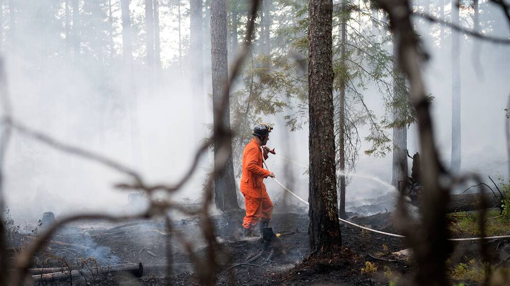 Brandman bekämpar skogsbranden i Sala i Västmanland.