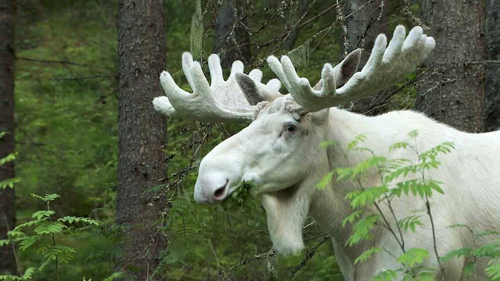 Sedan i vintras är det ingen som har sett till Ferdinand