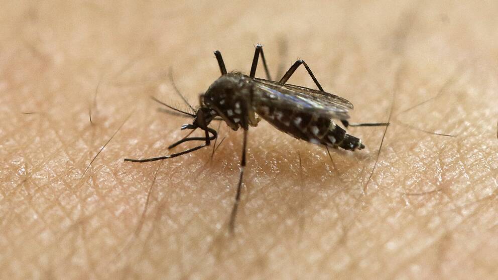 En närbild på en mygga som suger blod.