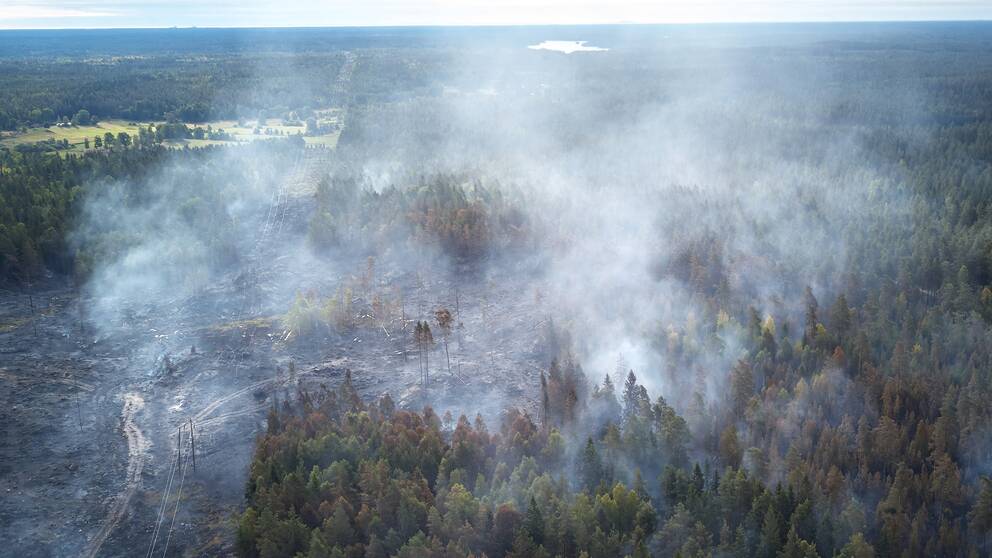 Bild på en skog i Oskarshamn där delar har brunnit ner