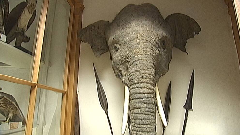 Elefanthuvud på Biologiska museet
