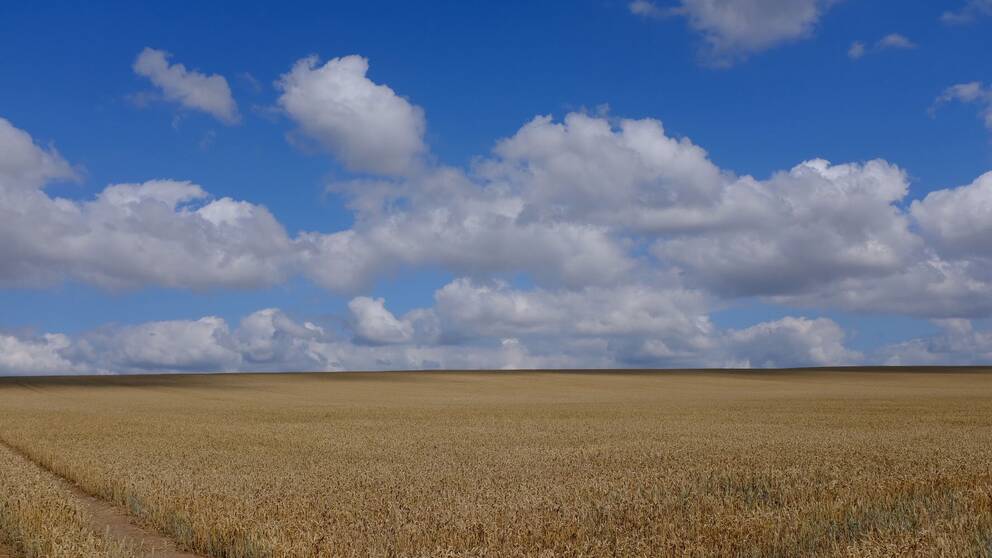 Sädesfält med himmel