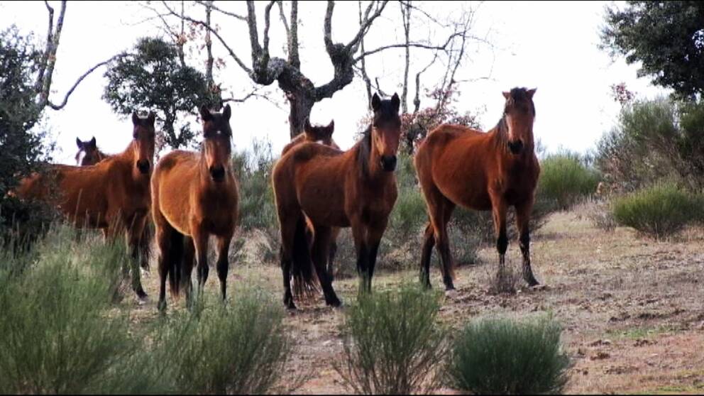 Hästarna bidrar till att hålla landskapen med de karaktäristiska korkekarna och grässlätterna öppna.