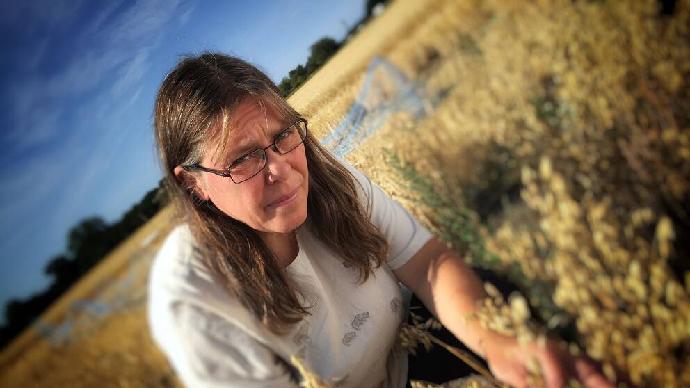 Eva Johansson, professor i jordbruksvetenskap, vid Sveriges lantbruksuniversitet i Alnarp står böjd ute i ett havrefält och tittar in i kameran med glasögon.