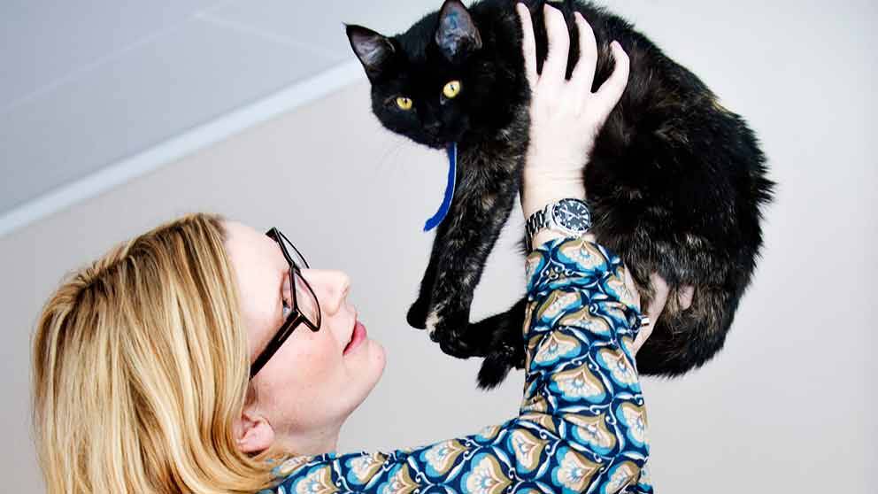 Så kan din katt skada dig | SVT Nyheter
