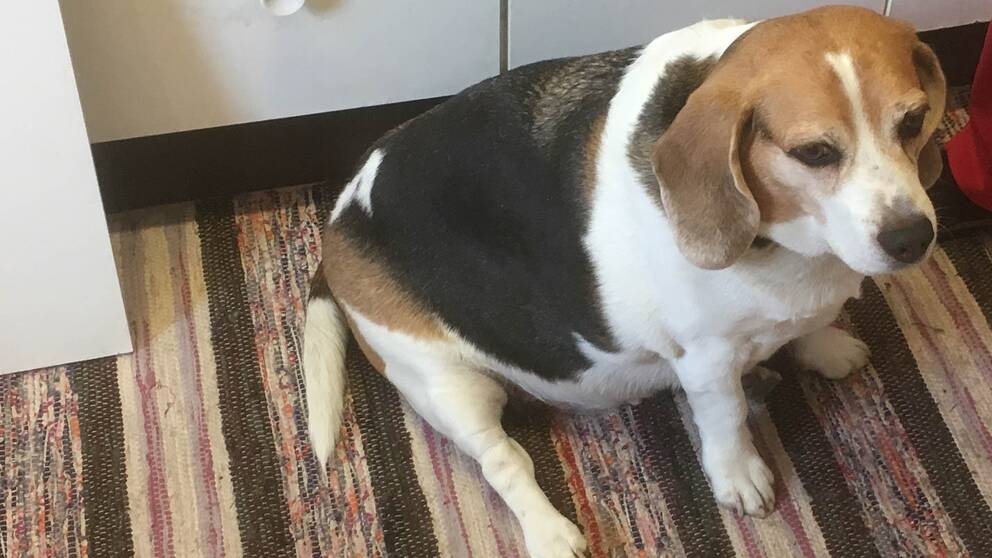 en väldigt fet hund sitter på en trasmatta