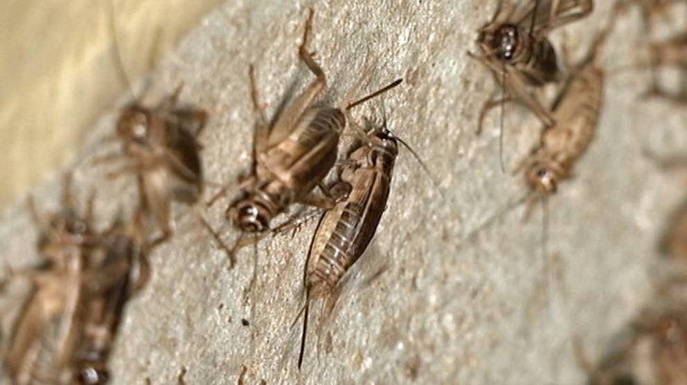 Smakryp Pa Umearestaurang Svt Nyheter