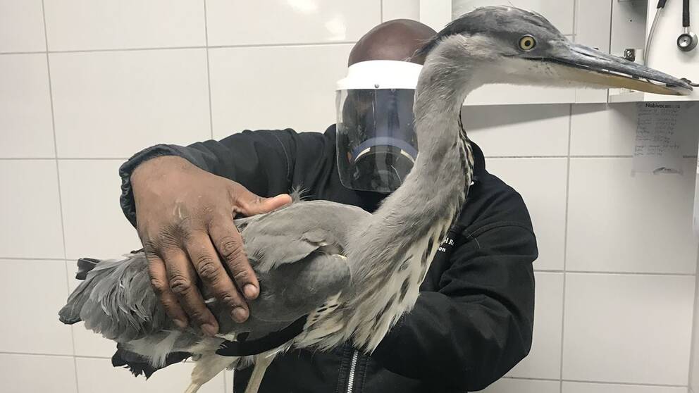 Gråhägern fick vård hos Victor Persson i hans rehabklinik för skadade fåglar utanför Åkersberga.