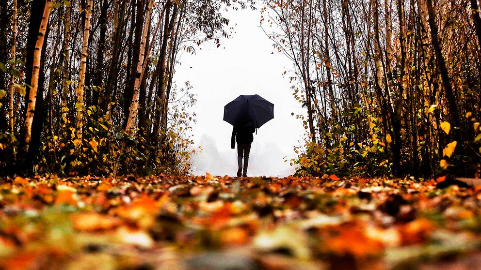 Bildresultat för höstbilder malmö