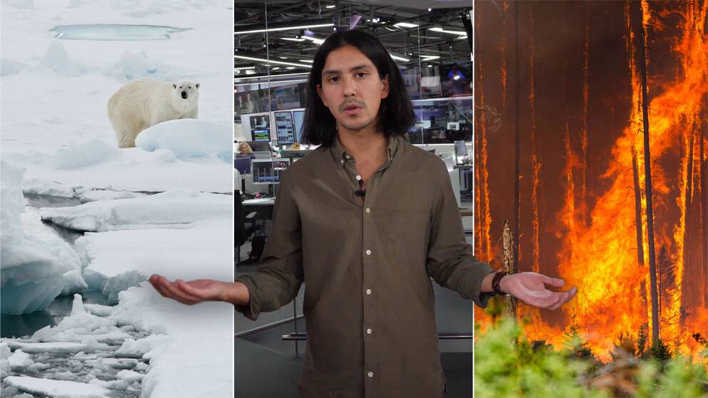 Isbjörn i arktis och brinnande skog i USA, med SVT:s reporter Aldo Sartori i mitten
