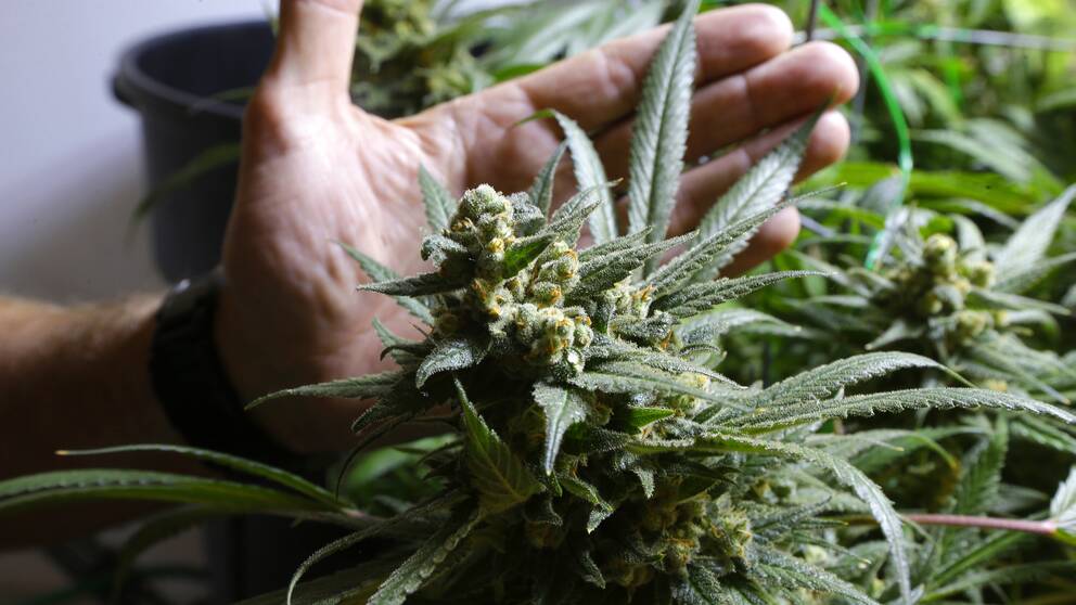 Cannabis