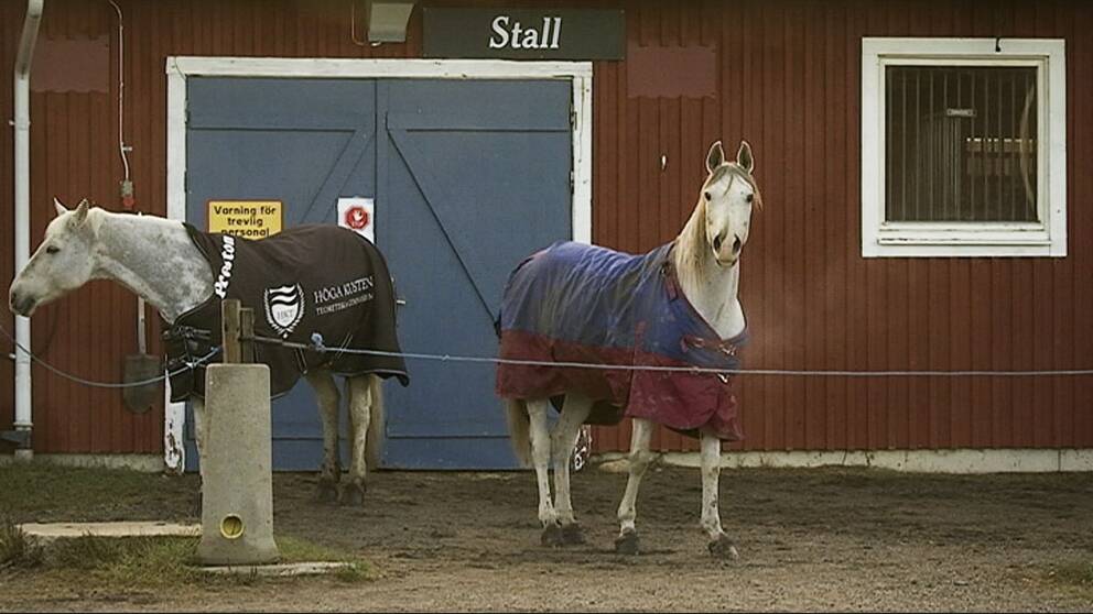 Två vita hästar väntar på stallbacken på att få komma in i stallet.