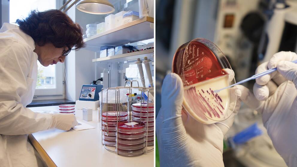 Vid Folkhälsomyndighetens smittskyddslabb i Stockholm undersöks en odling av antibiotika-resistenta bakterier – en ny studie presenteras nu med den uppskattade sjukdomsbördan i Europa vad gäller just bakterier som är resistenta mot antibiotika.