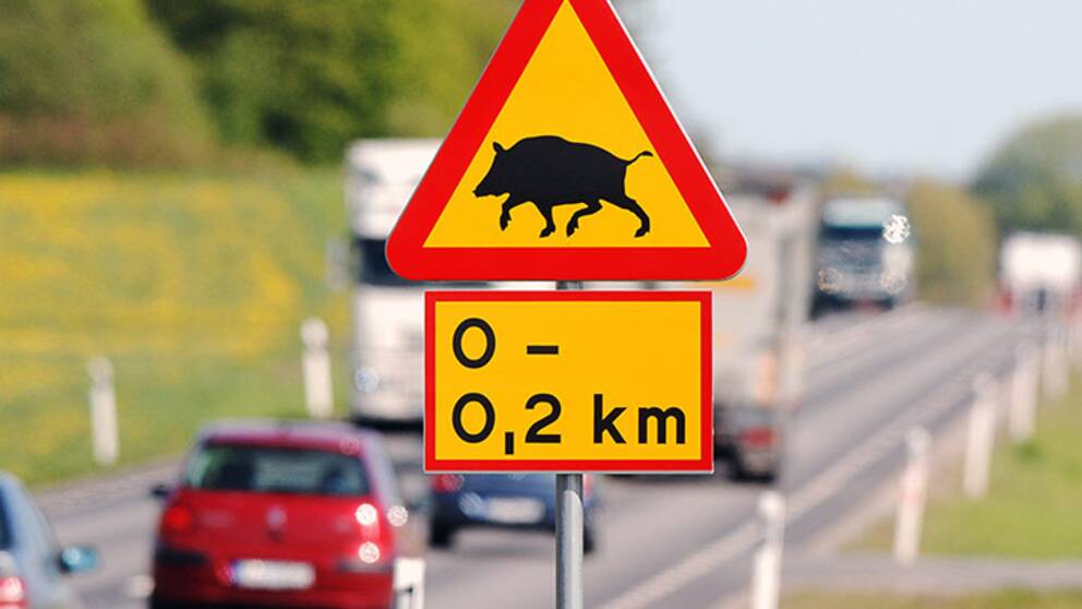 Den växande vildsvinsstammen gör att vi ser ut att gå mot ännu ett rekordår när det gäller vildsvinsolyckor i trafiken.