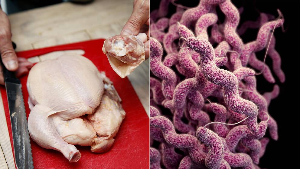 Kyckling och resistent campylobacter
