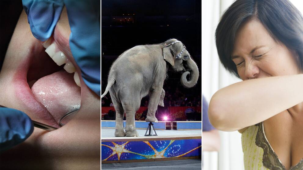 Tandvård, elefant och nysning