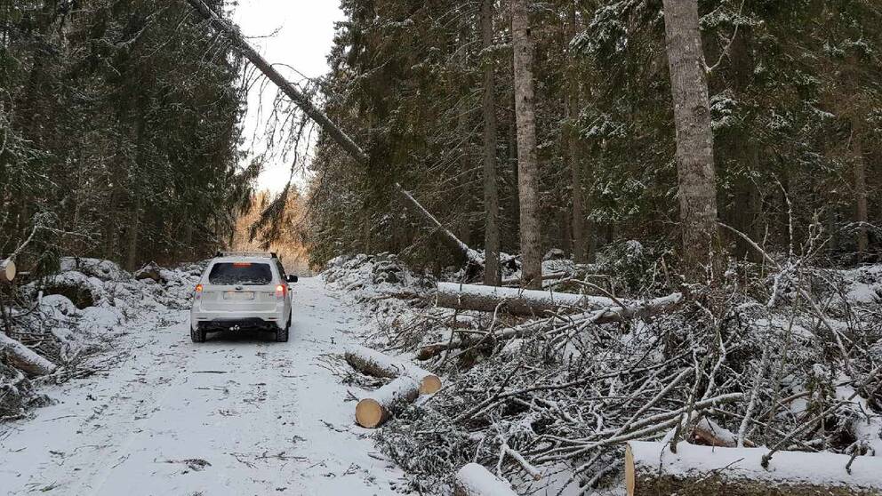Träd som fallit över en väg i skogen efter stormen Alfrida.