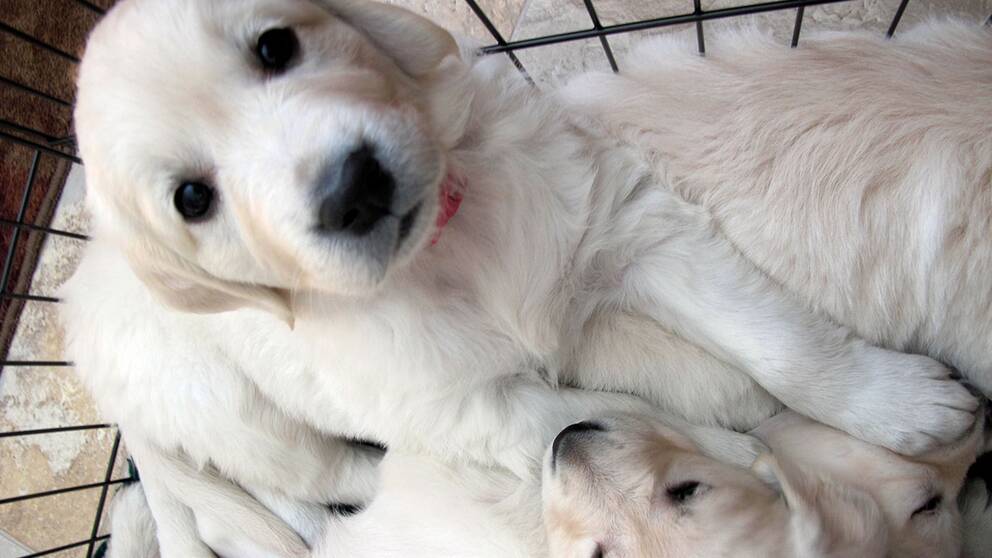 Golden retriever-valpar stals från en kennel utanför Kristianstad. Valparna på bilden har inget med händelsen att göra.