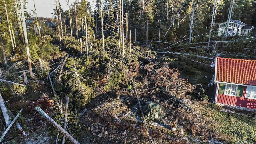 Fallna träd efter Alfrida.