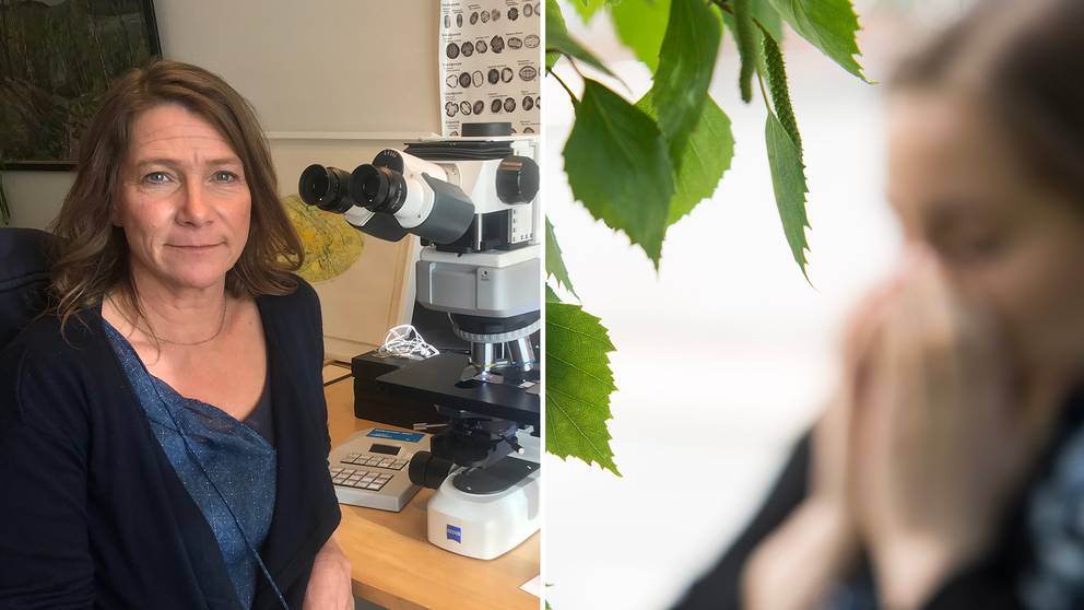 Kollen på pollen Här räknas några av årets första pollen SVT Nyheter