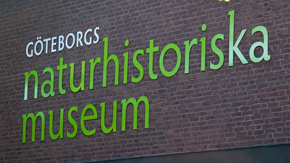 Hur mänskliga kvarlevor ska hanteras väcker etisk debatt på Naturhistoriska museet i Göteborg.