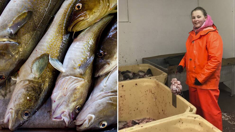 Frida Solem, 13 år gammal, iklädd en orange dräkt på sitt jobb i Henningsvaer, Lofoten där hon skär torsktungor.