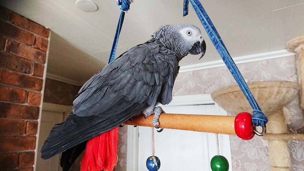 Papegojan Harry i Luleå har lärt sig fem Luleåramsor.