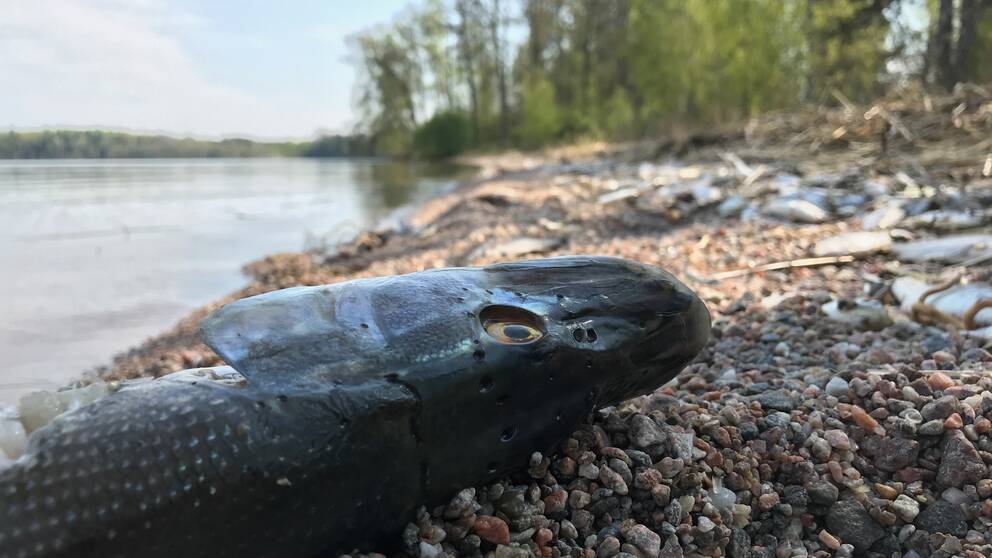 En död fisk på Hjälmarens strand.