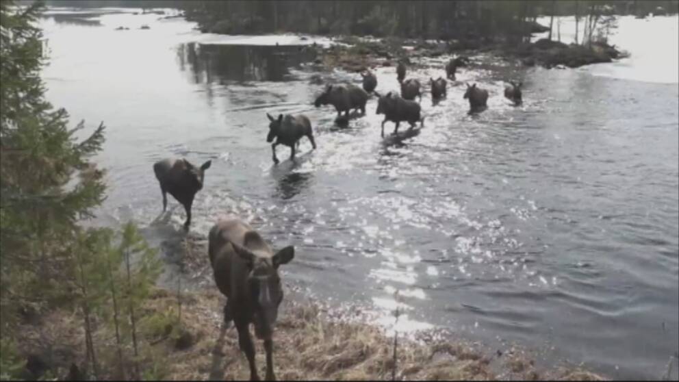 Tolv älgar går genom vatten upp på fastlandet.
