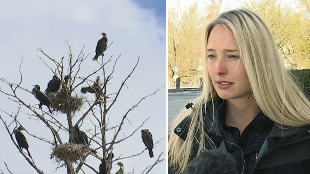 några fåglar i ett kalt träd, en ung kvinna som intervjuas