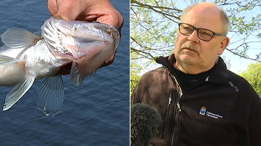 Så här går tillsynen till
