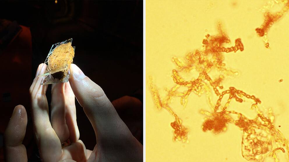 En hand håller i ett provglas med en brun sörja. Intill syns mikroskopbilder av bakterierna.