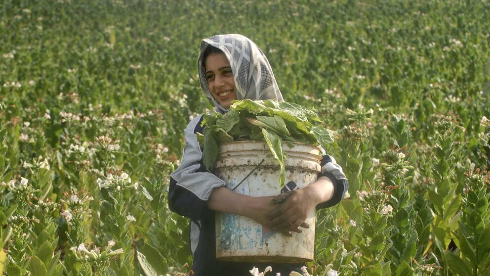 En ung kvinna på en tobaksodling i Libanon 2009.