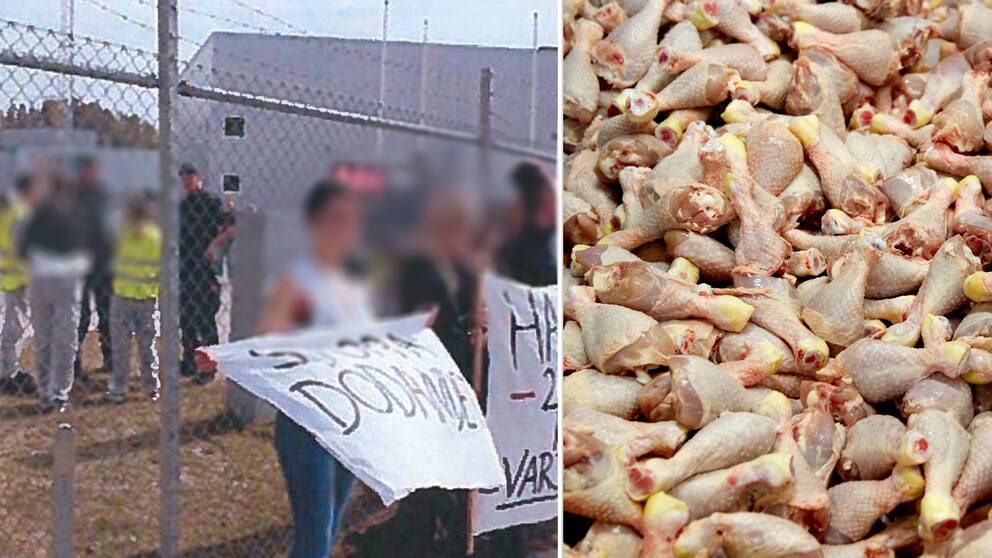 En bild från polisens förundersökning som visar aktivister med skyltar. Samt en bild på en hög med råa kycklingklubbor. 