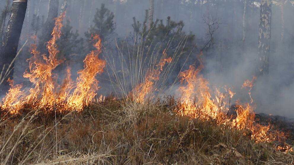 Gräsbränder är vanliga i torra marker