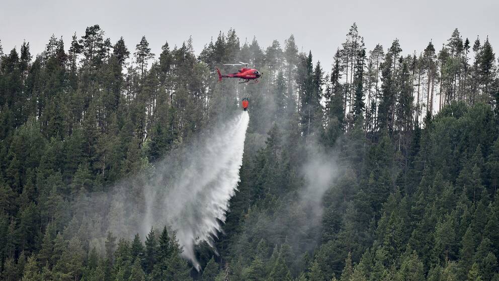 En helikopter släcker en skogsbrand