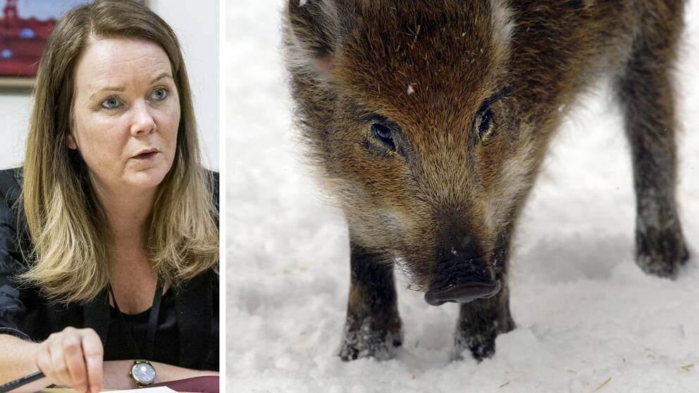 Landsbygdsminister Jennie Nilsson och ett vildsvin i en dubbelbild.