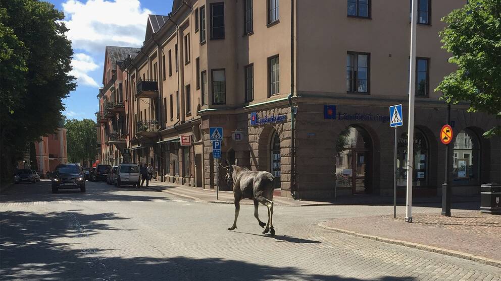 Älgen möter en bil på Järnvägsgatan i Skara