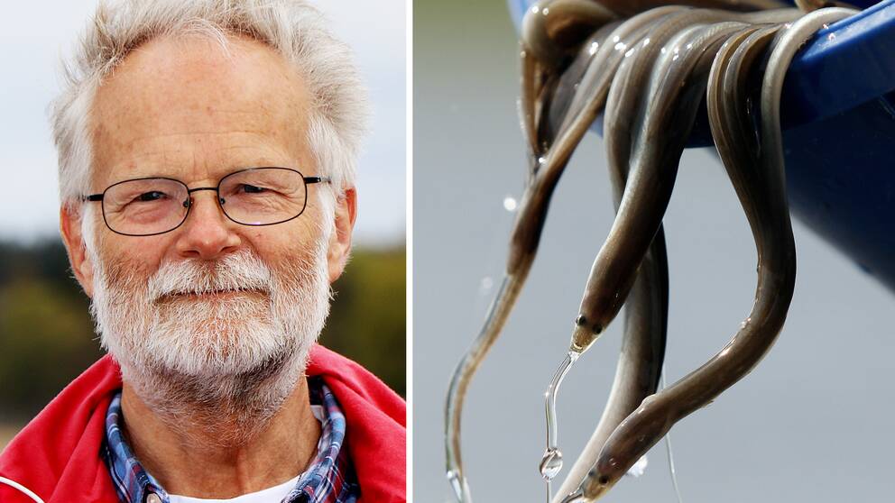 Håkan Wickström är forskare på Sveriges lantbruksuniversitet (SLU) och har under många år jobbat med ål.
