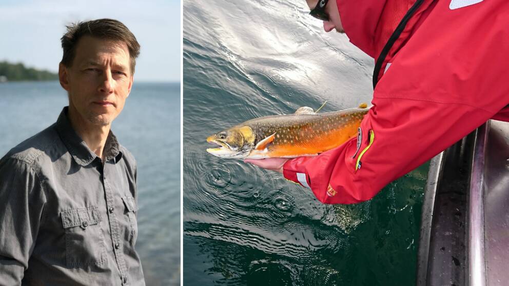Hör Anton Halldén berätta om läget för den kanske viktigaste fisken i Vättern – rödingen!