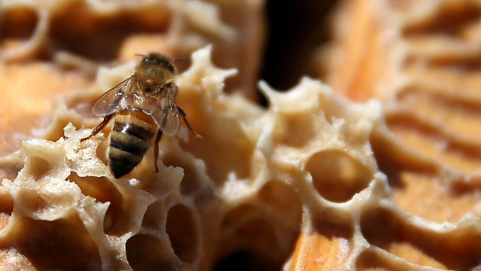 Forskarna har i laboratorieförsök visat att mjölksyrebakterier från bins honungsmage kan motverka antibiotikaresistenta sjukdomsbakterier.