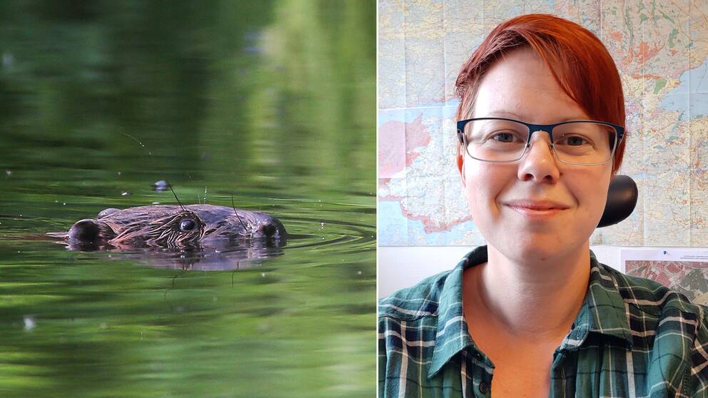 bäver med huvudet över vattenytan, Malin Larsson, kort hår, rutig skjorta och glasögon ler mot kameran med en världskarta i bakgrunden. 