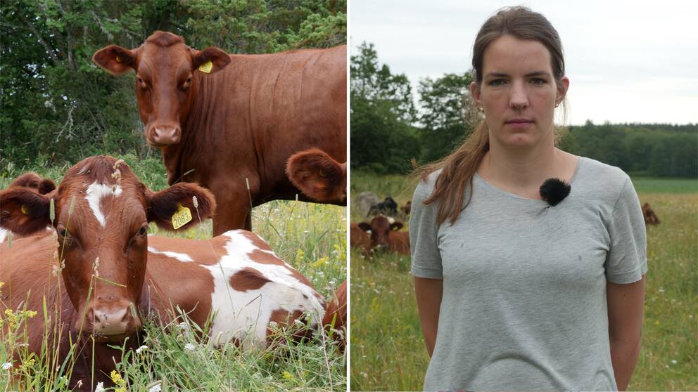 Två bruna kor på en äng (till vänster). Rebecca Danielsson från Sveriges Lantbruksuniversitet står i en kohage (till höger).